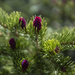 Purple Pine Cone Buds