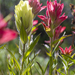White and Red Paintbrush