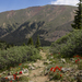 Trail Littered with paintbrush