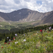 Hillside Littered with Flowers