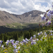 Columbines