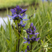 New Wildflower