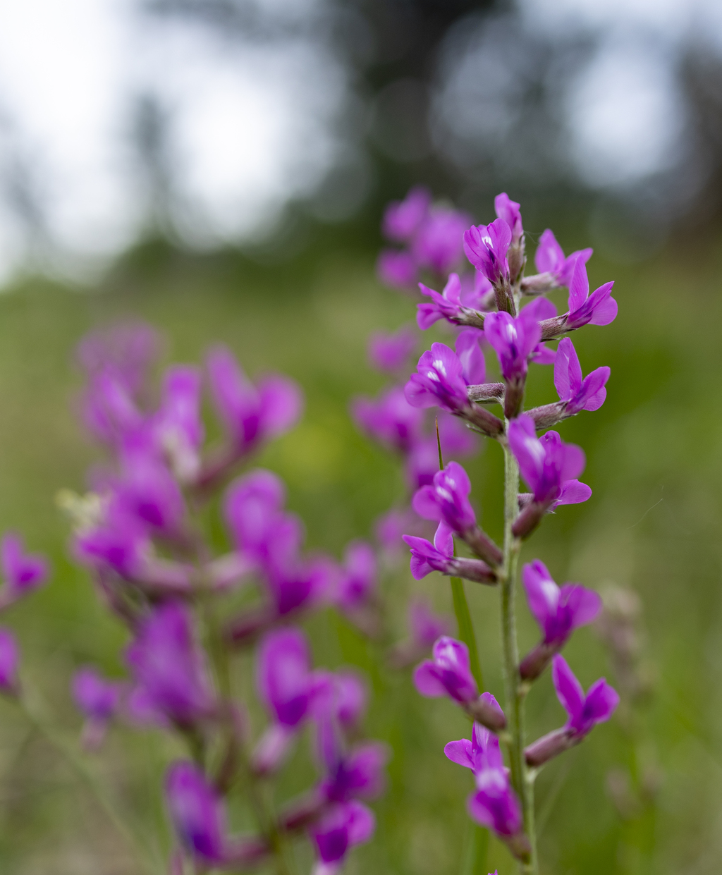 Locoweed