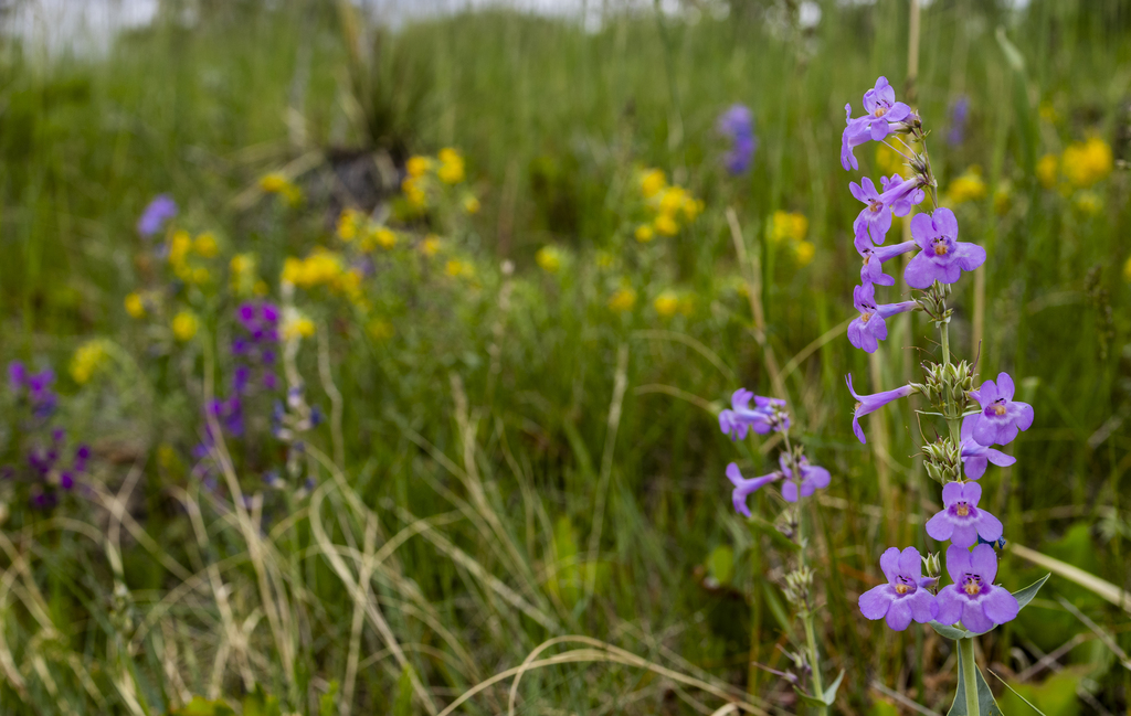 Sidebells Penstemon