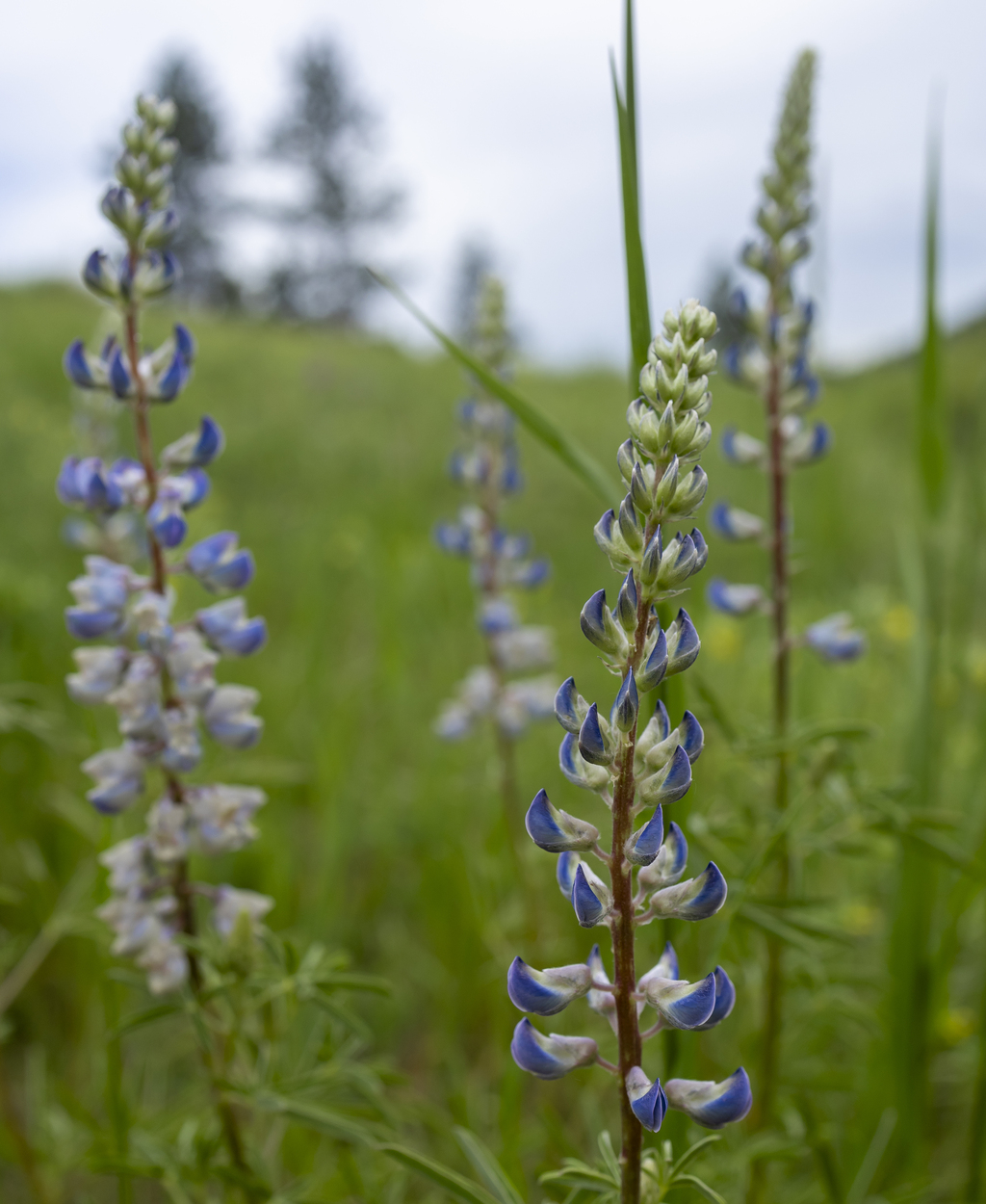 Young Lupine