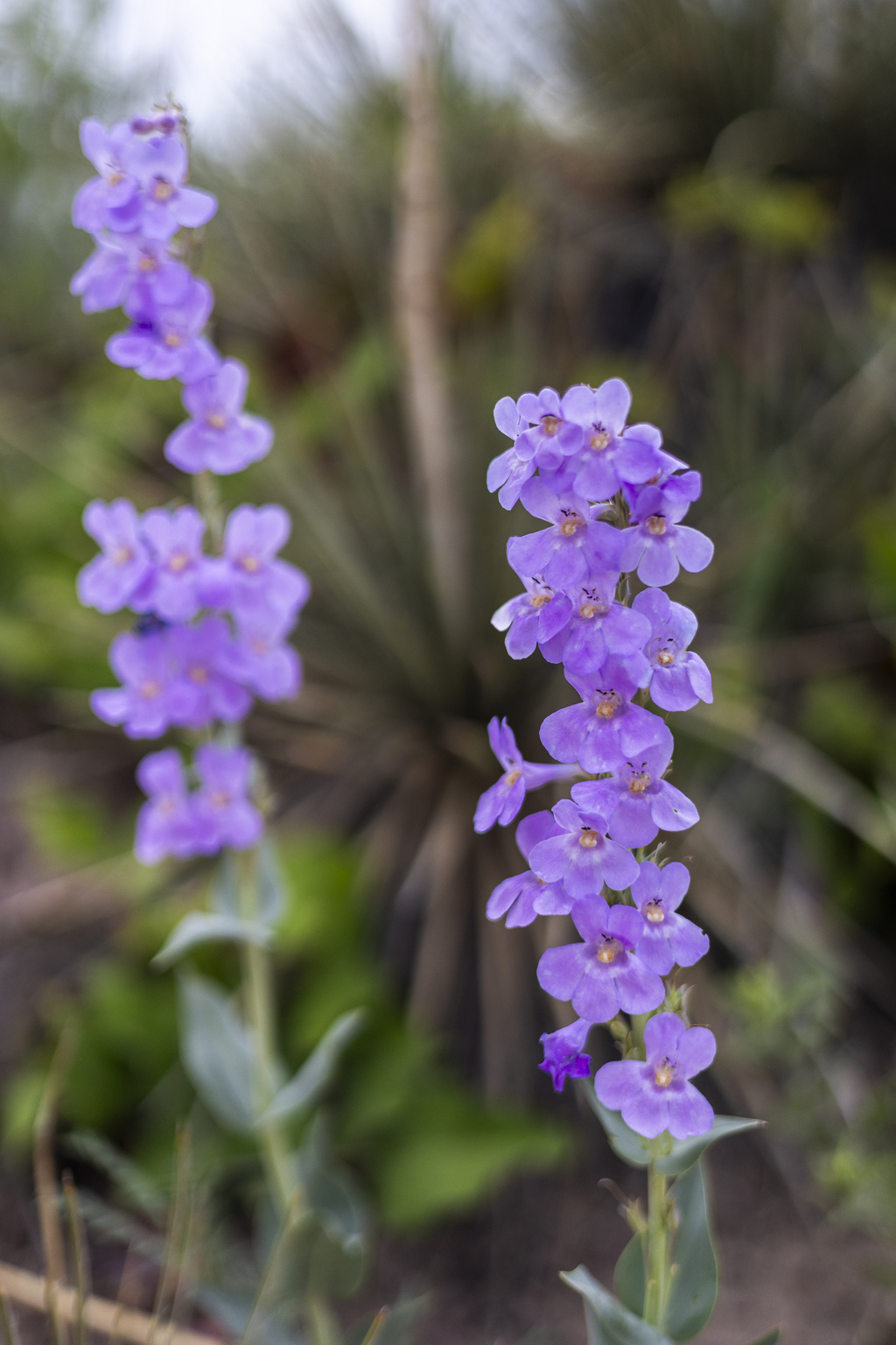 More Penstemon