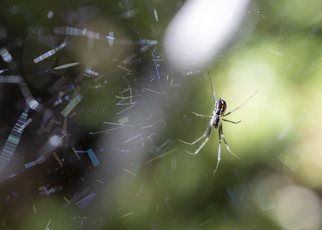 Filmy Dome Spider