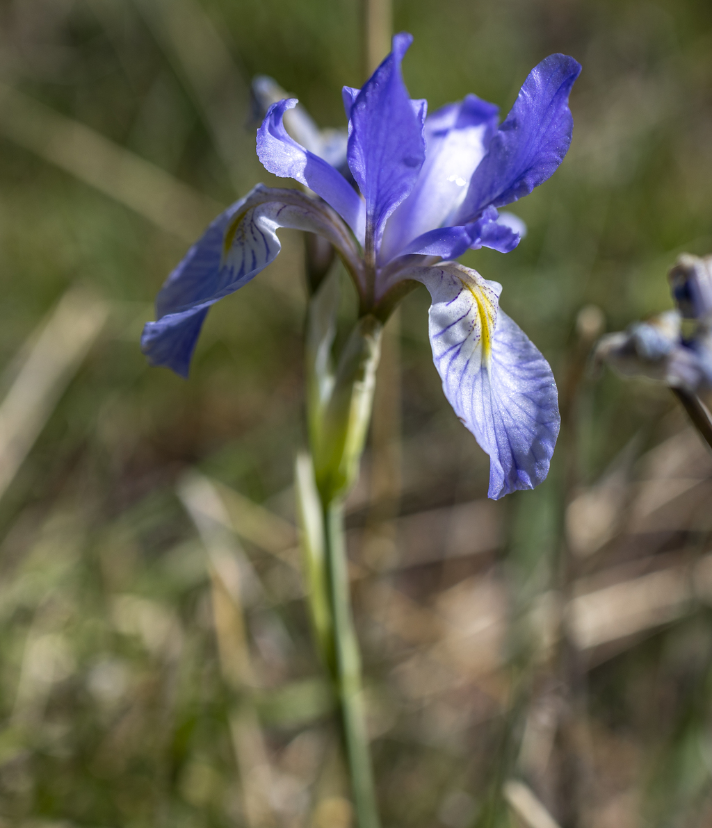 Wild Iris