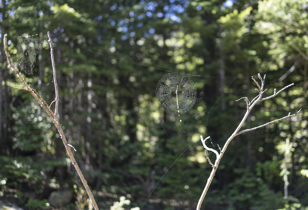 Two Webs