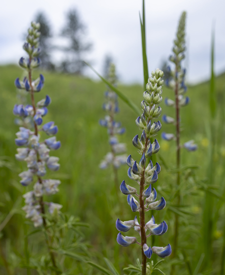 Young Lupine