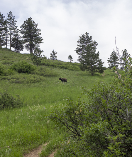 Bear!