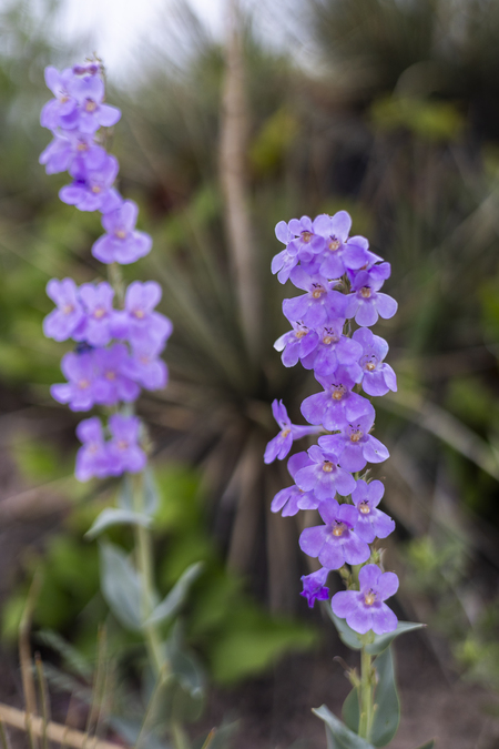 More Penstemon