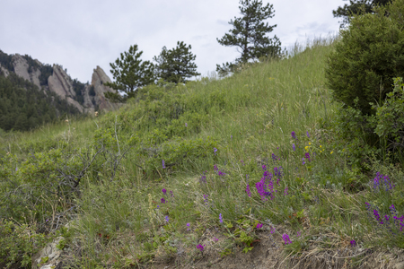 Flatirons and Flowers