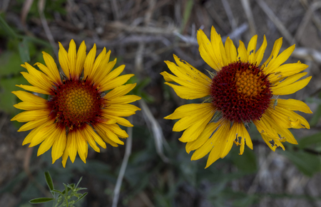 Blanketflower