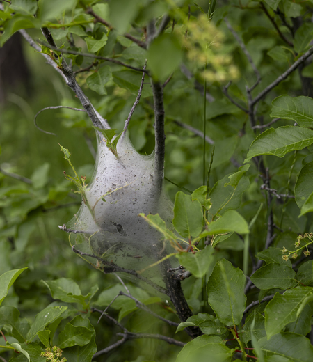 Tent Catipillars