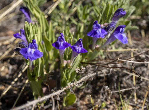 Snapdragon Skullcap