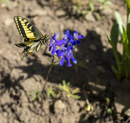 Wild Butterfly
