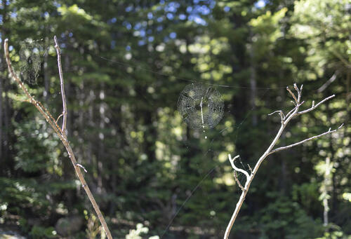 Two Webs