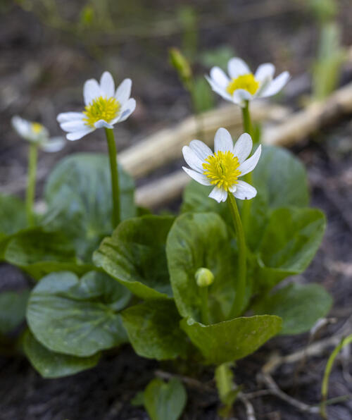White Marsh Marigold