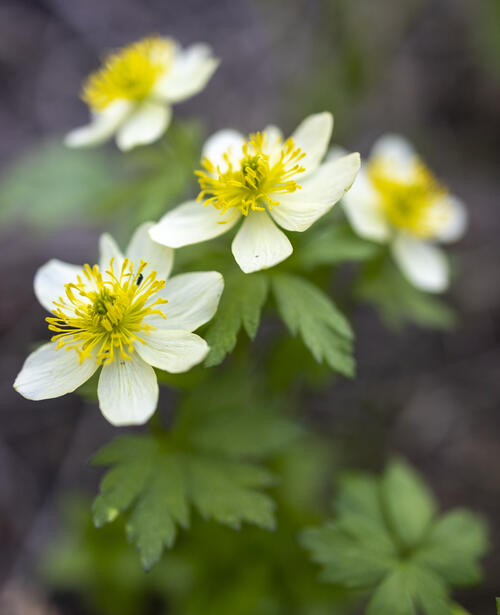 Globeflower