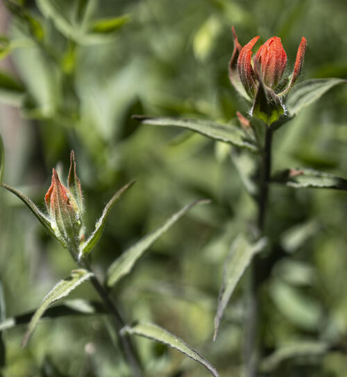 Indian Paintbrush