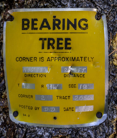 Bearing Tree