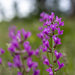 Locoweed