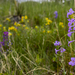 Sidebells Penstemon