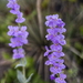 More Penstemon