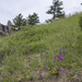 Flatirons and Flowers
