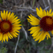 Blanketflower