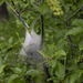 Tent Catipillars