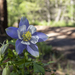 Columbine