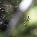 Filmy Dome Spider