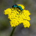 Cuckoo Wasp