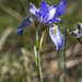 Wild Iris