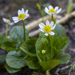 White Marsh Marigold