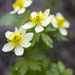 Globeflower 