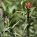Indian Paintbrush