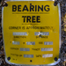 Bearing Tree