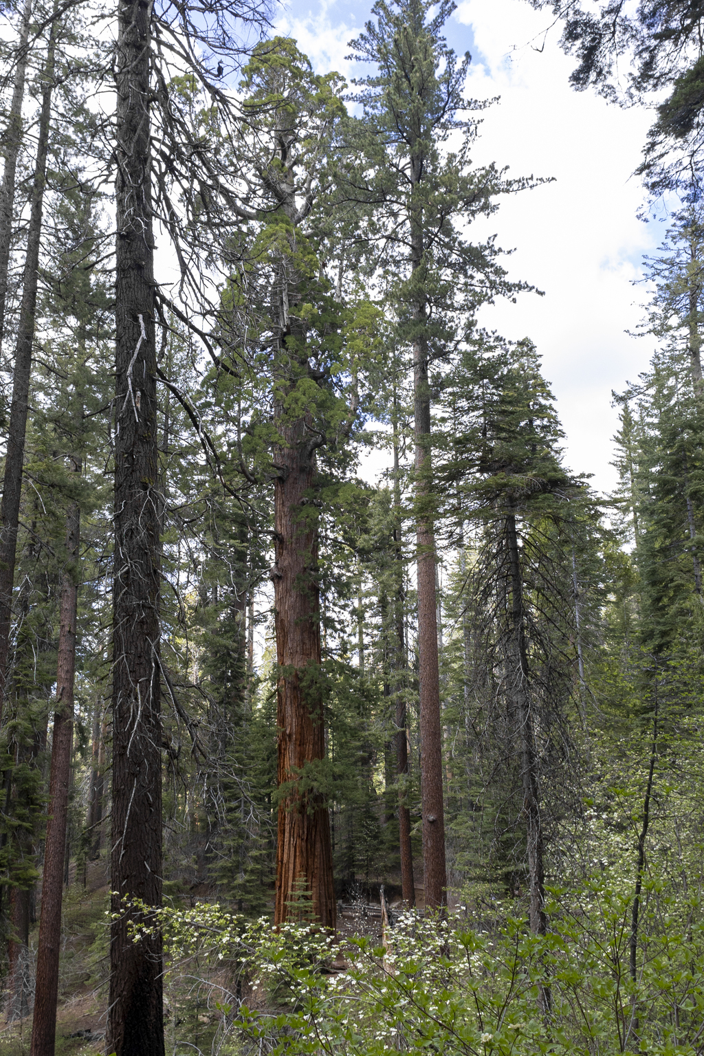 The First Sequoia