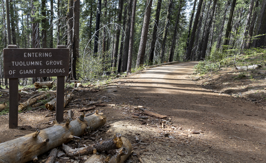 Tuolumne Grove