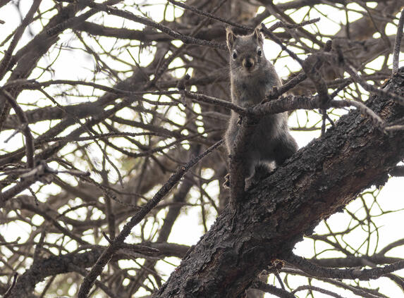 Friendly Squirrel