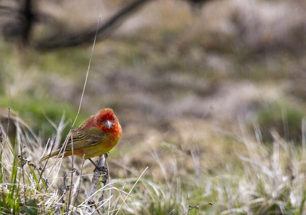 Western Tanager