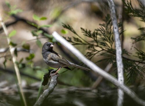Birding While Katie Rests