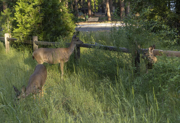 Deer In the Parking Lot
