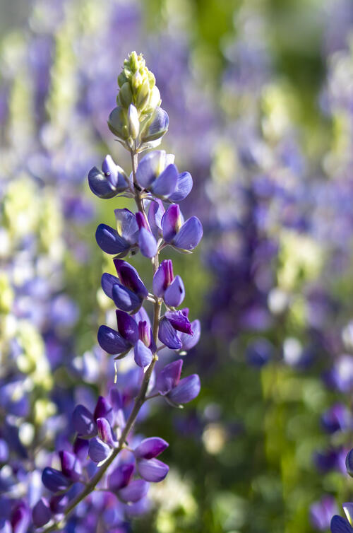 Wild Lupine