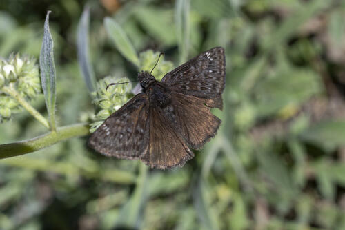 Wild Butterfly