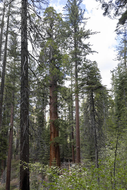 The First Sequoia