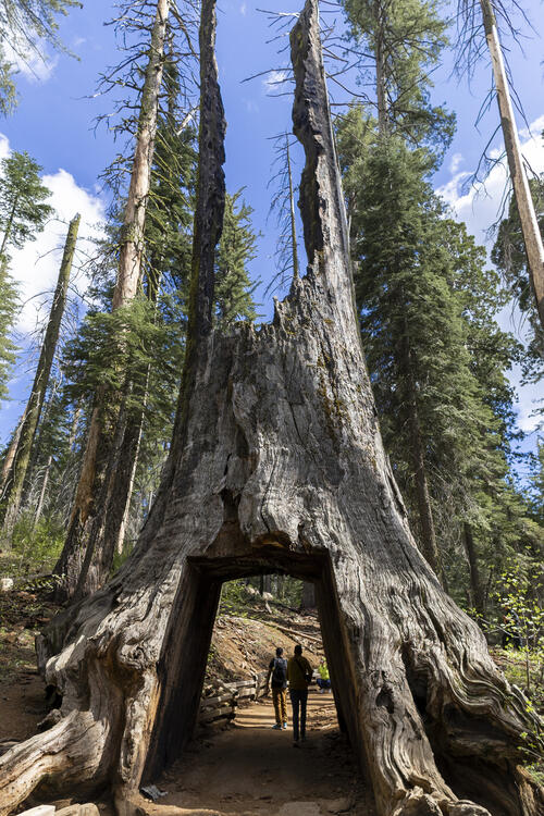 Through the Tunnel